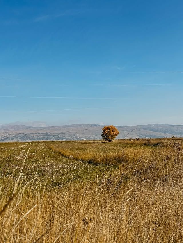 A lone autumn tree in open grassland with mountains in the distance